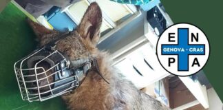 Morta la Lupa travolta da un’auto nello spezzino, polemiche per i soccorsi lupa travolta auto spezia