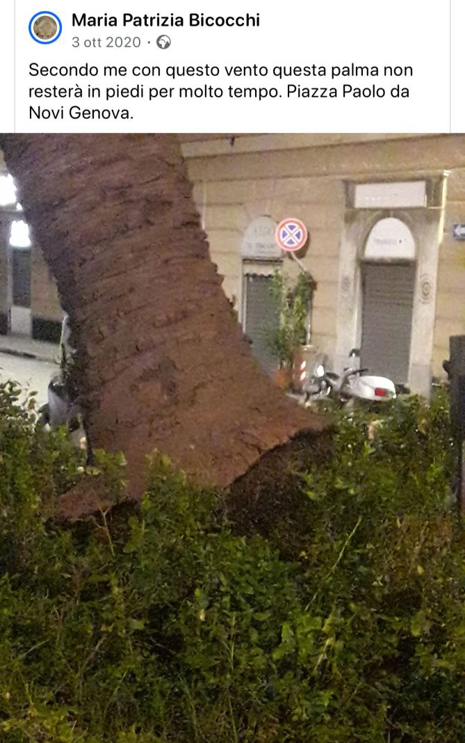 palma piazza Paolo da Novi