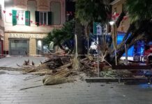 Genova, ramo di un albero si stacca e colpisce un passante: paura a Sestri Ponente palma crollata sestri Ponente Genova