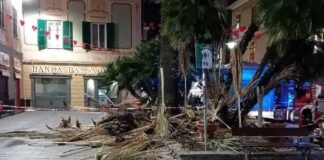 Genova, crollo di una palma in piazza Ranco, pericolo segnalato al Muncipio palma crollata sestri Ponente Genova