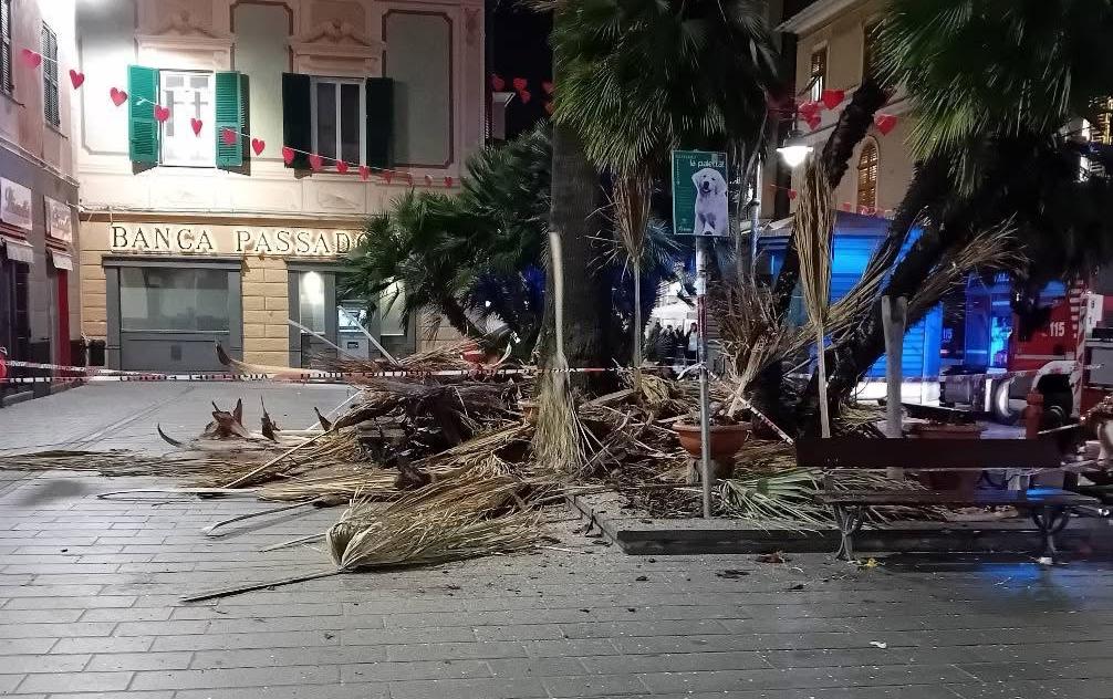 palma crollata sestri Ponente Genova