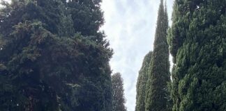 Genova, ad Albaro scatta l’allarme dei residenti per il taglio alberi Albaro viale Gambaro cipressi