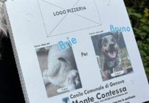 Cani abbandonati, a Genova le richieste di adozione sui cartoni per la pizza cartone pizza adozione cani