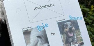 Cani abbandonati, a Genova le richieste di adozione sui cartoni per la pizza cartone pizza adozione cani