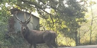 Genova, un magnifico cervo avvistato sulle alture della città Cervo Genova alture