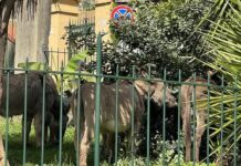 Genova, tre asinelli nei giardini di via Bettolo a Nervi Nervi asinelli via Bettolo