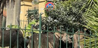 Genova, tre asinelli nei giardini di via Bettolo a Nervi Nervi asinelli via Bettolo