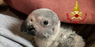 Genova, anello troppo stretto per un pappagallo cinerino, arrivano i pompieri pappagallo cinerino