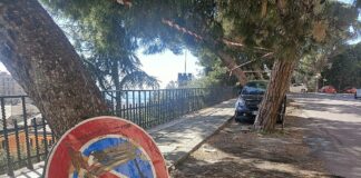 Genova, alberi crollati, residenti di corso Firenze temono per i pini Castelletto pini corso Firenze genova
