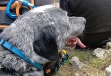 Pigna, ritrovato e salvato il cane caduto in un dirupo Rudy cane disperso Pigna colle melosa