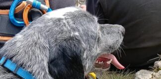 Pigna, ritrovato e salvato il cane caduto in un dirupo Rudy cane disperso Pigna colle melosa