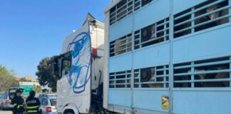 Genova, trasporta 296 pecore destinate al macello senza cibo e acqua: sanzionato camionista