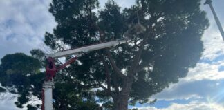 Recco, intervento urgente di taglio per due pini a forte rischio crollo