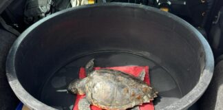 Genova, in cura all’Acquario una tartaruga Caretta soccorsa ad Imperia Tartaruga Caretta caretta