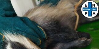 Carasco, tasso investito da una macchina: in cura al CRAS