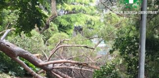 Genova, cadono due alberi ai Giardini Coco, verifiche sulla manutenzione alberi caduti giardini Coco Genova