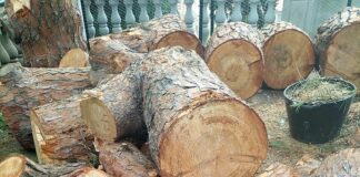 Genova, ancora alberi abbattuti a Villa Imperiale ma non è Aster albero tagliato villa imperiale aprile2025