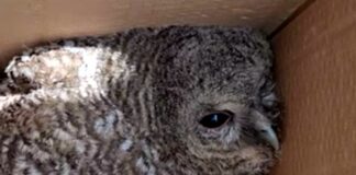 Giovane Allocco salvato a Ruta di Camogli allocco pullo salvato