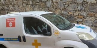 Genova, cane sfugge alla padrona e viene travolto, è successo ad Albaro ambulanza veterinaria croce gialla