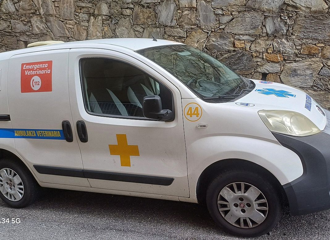 ambulanza veterinaria croce gialla