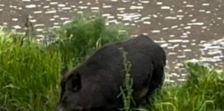 Genova, tornano i cinghiali nel Bisagno cinghiale bisagno