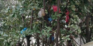 Genova, deiezioni canine lanciate sugli alberi accanto ai Turisti deiezioni canine sugli alberi