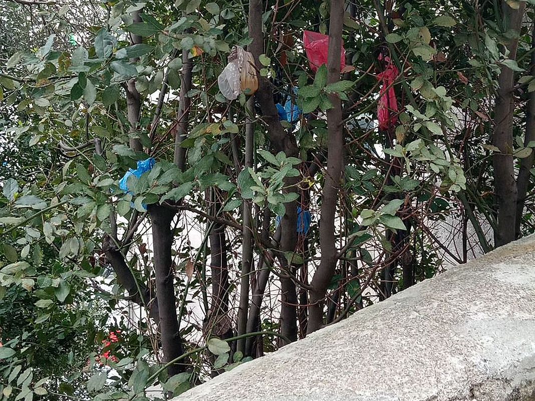deiezioni canine sugli alberi