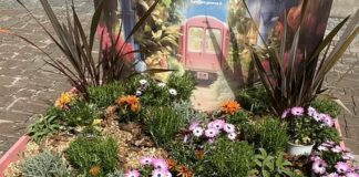 Euroflora, depredata anche l’aiuola di Cornigliano euroflora 205 sparite piantine Cornigliano