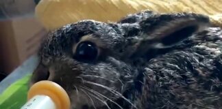 Leprotto salvato dal tagliarbe, ora in cura al Cras dell’Enpa leprotto salvato enpa