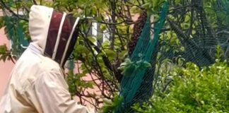 Sori, grosso sciame di api su un albero, arriva l’apicoltore Sori sciame api 22 aprile 2025