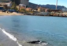 Vado Ligure, squalo sulla spiaggia, ha un grosso amo in bocca squalo verdesca Vado Ligure