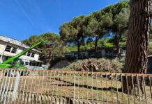 Marassi, strage di alberi in salita Gerbidi