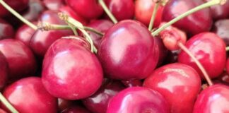 Sant’Olcese, domenica 1 e lunedì 2 giugno torna la Sagra della Ciliegia Ciliegie