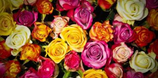 Genova, domani torna la Fiera di Santa Rita, modifiche alla viabilità in centro Fiera Santa Rita Genova