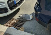 Genova, gabbiano ferito trovato per strada a Pegli: cittadini si mobilitano e lo salvano Gabbiano ferito Pegli