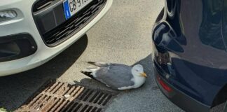 Genova, gabbiano ferito trovato per strada a Pegli: cittadini si mobilitano e lo salvano Gabbiano ferito Pegli
