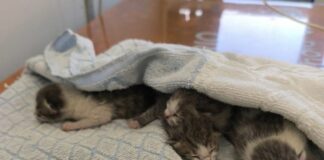 Genova, gattini buttati nella spazzatura a Marassi: appello per trovare il responsabile Gattini buttati Genova Marassi