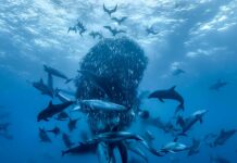 delfini palla acciughe ocean film