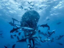 delfini palla acciughe ocean film