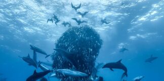 Ambiente e Natura, oggi a Genova la presentazione di Ocean delfini palla acciughe ocean film