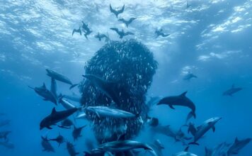 delfini palla acciughe ocean film