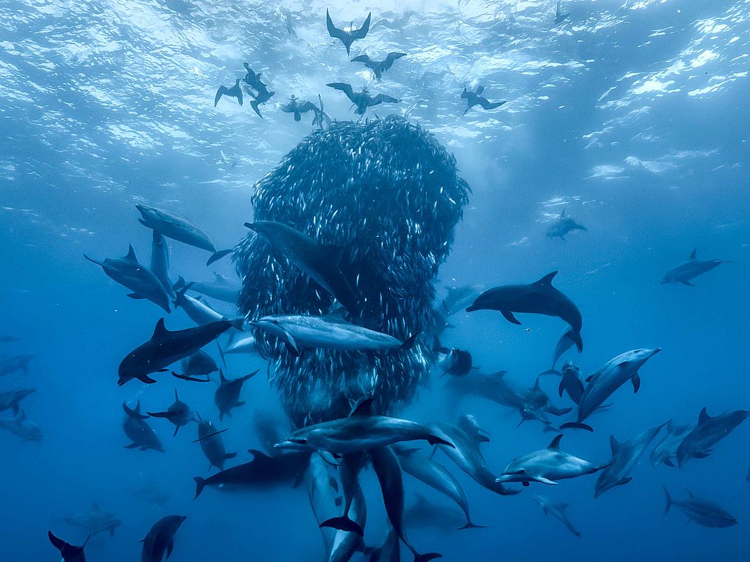 delfini palla acciughe ocean film