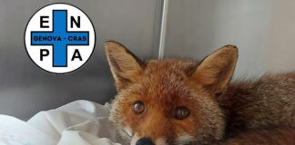 Riva Trigoso, volpe si aggira per le strade e morsica una persona Volpe ritrovata Riva Trigoso