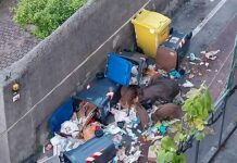 cinghiali rifiuti San Fruttuoso