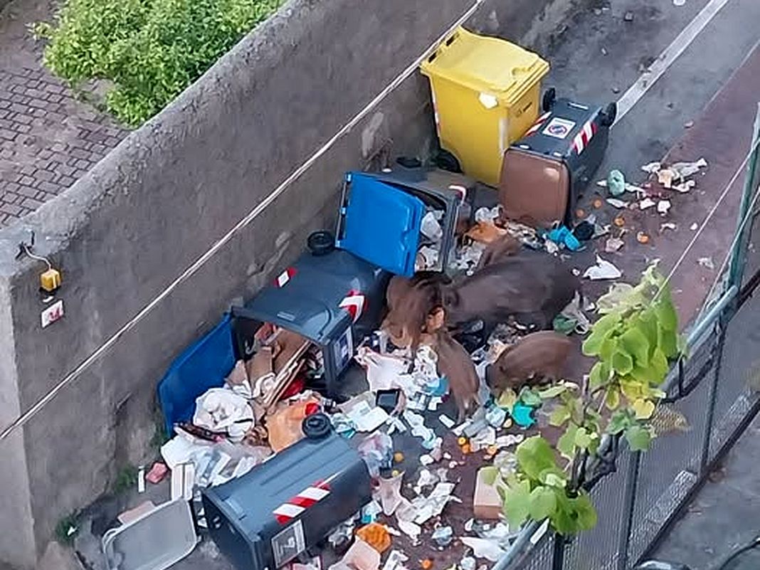 cinghiali rifiuti San Fruttuoso