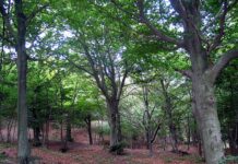 Salute e Ambiente, in Liguria arrivano i Bagni di Foresta foresta faggeta parco monte Beigua