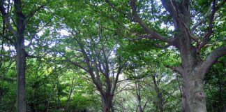 Salute e Ambiente, in Liguria arrivano i Bagni di Foresta foresta faggeta parco monte Beigua