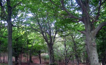 foresta faggeta parco monte Beigua