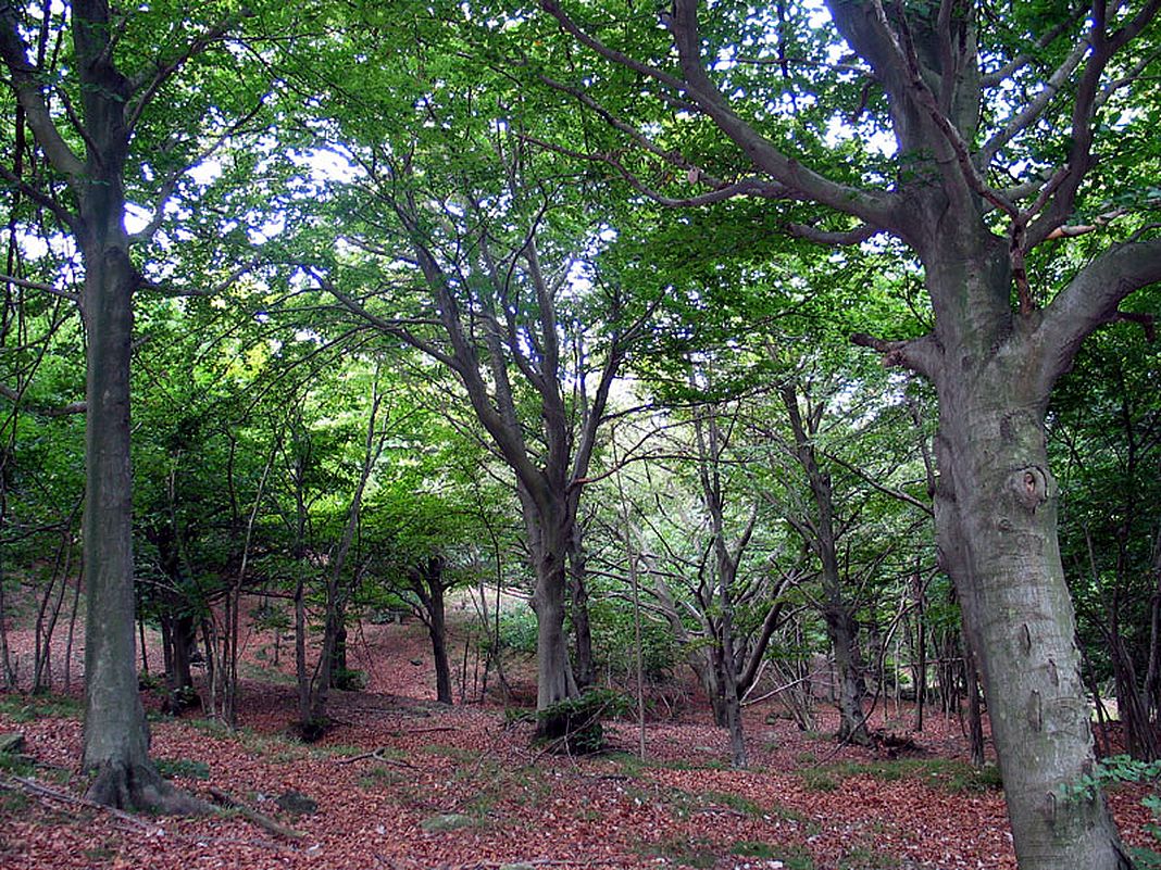 foresta faggeta parco monte Beigua
