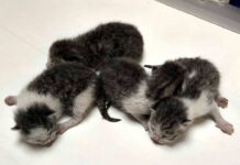 gattini Marassi cuccioli abbandonati